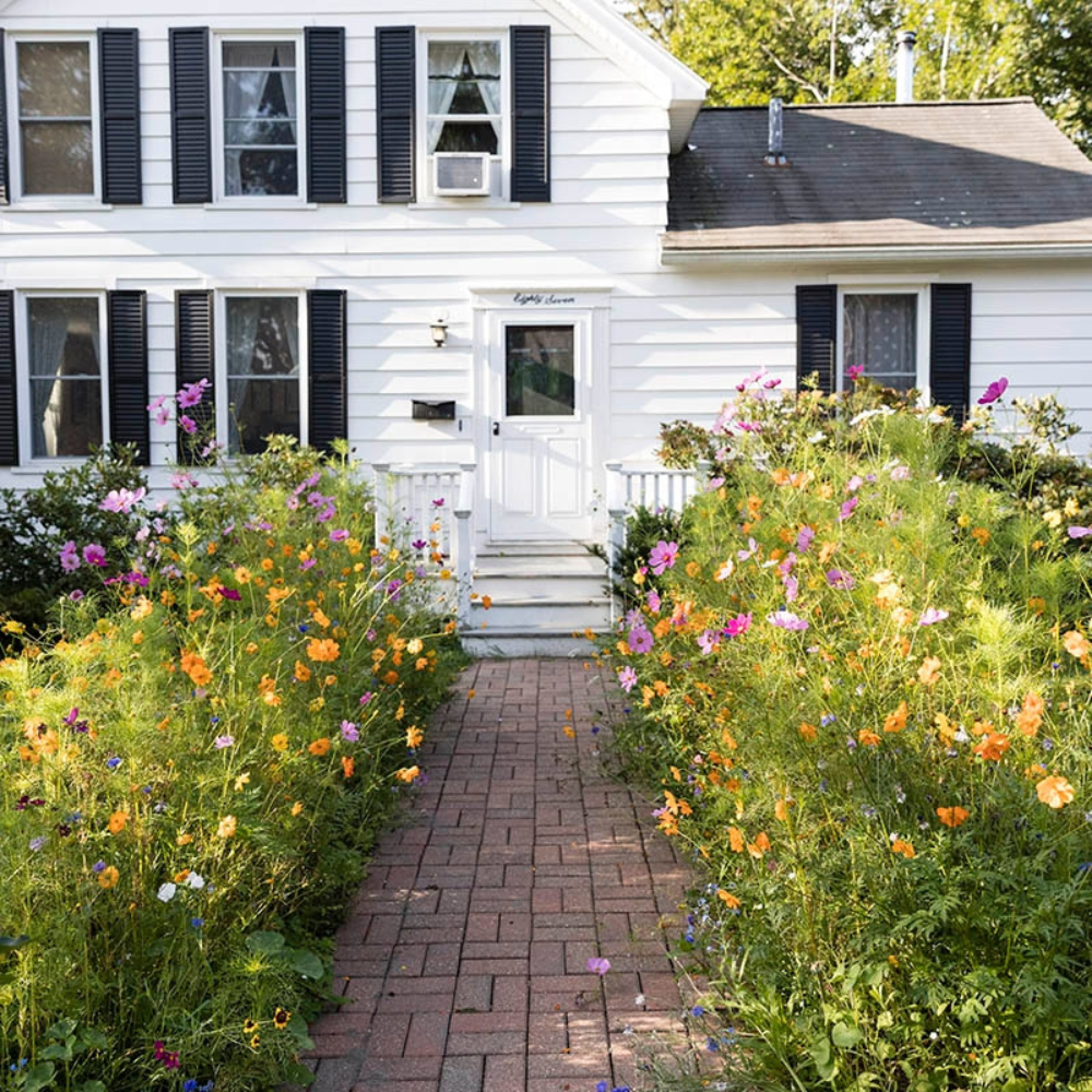 Perennial Wildflower Seed Mix