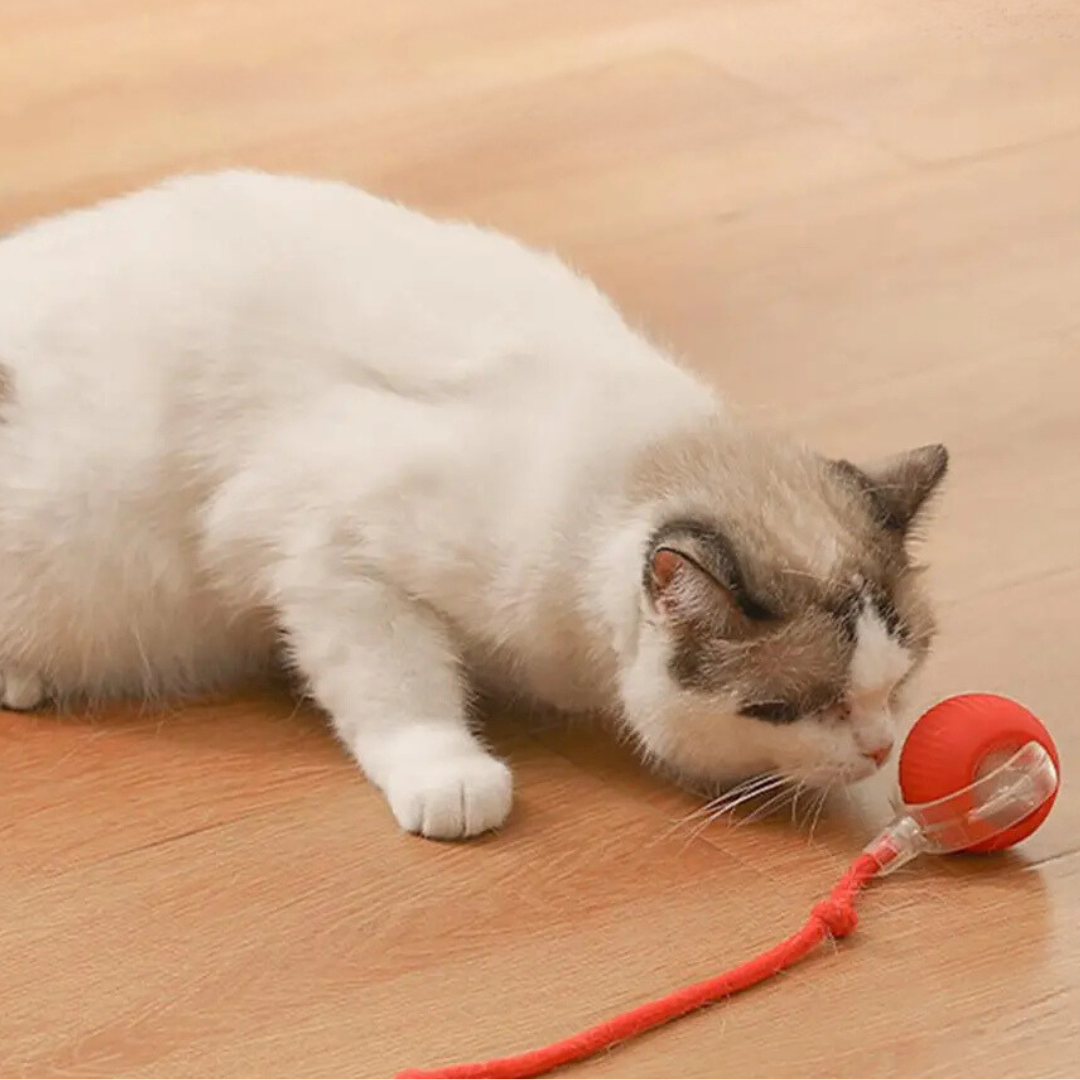 interactive cat toy, cat toy ball, cat toy with tail, cat hunting toy, cat exercise toy, cat toy, best cat toys, cat toys that move, interactive cat toy ball, toy ball with tail, interactive hunting cat toy, moving cat toy with tail, cat activity toy, playful cat toys, cat chase toy ball, kitten exercise toy, motorized cat toy ball, automated cat toy with tail, active toys for cats