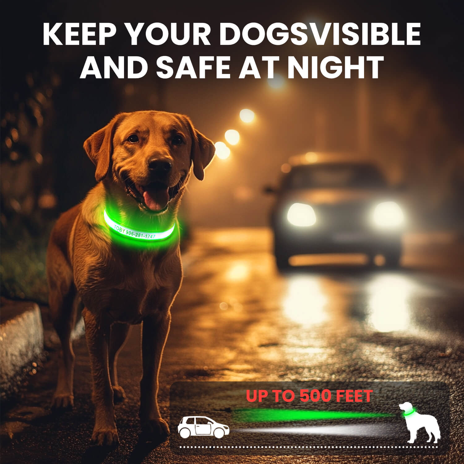 Custom LED Dog Collar with Name