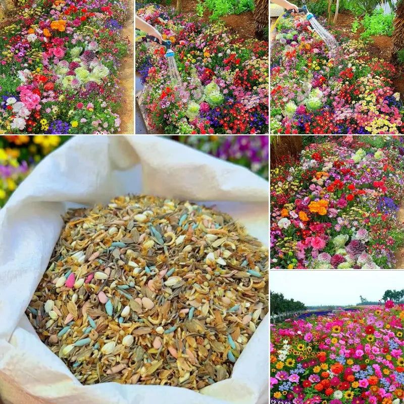 Mixed wildflower seeds