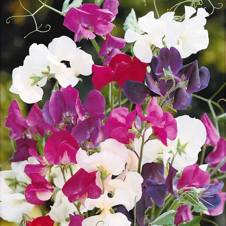 Sweet Pea Collection