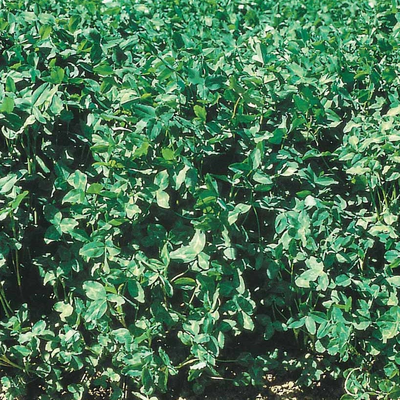 alfalfa flowers
