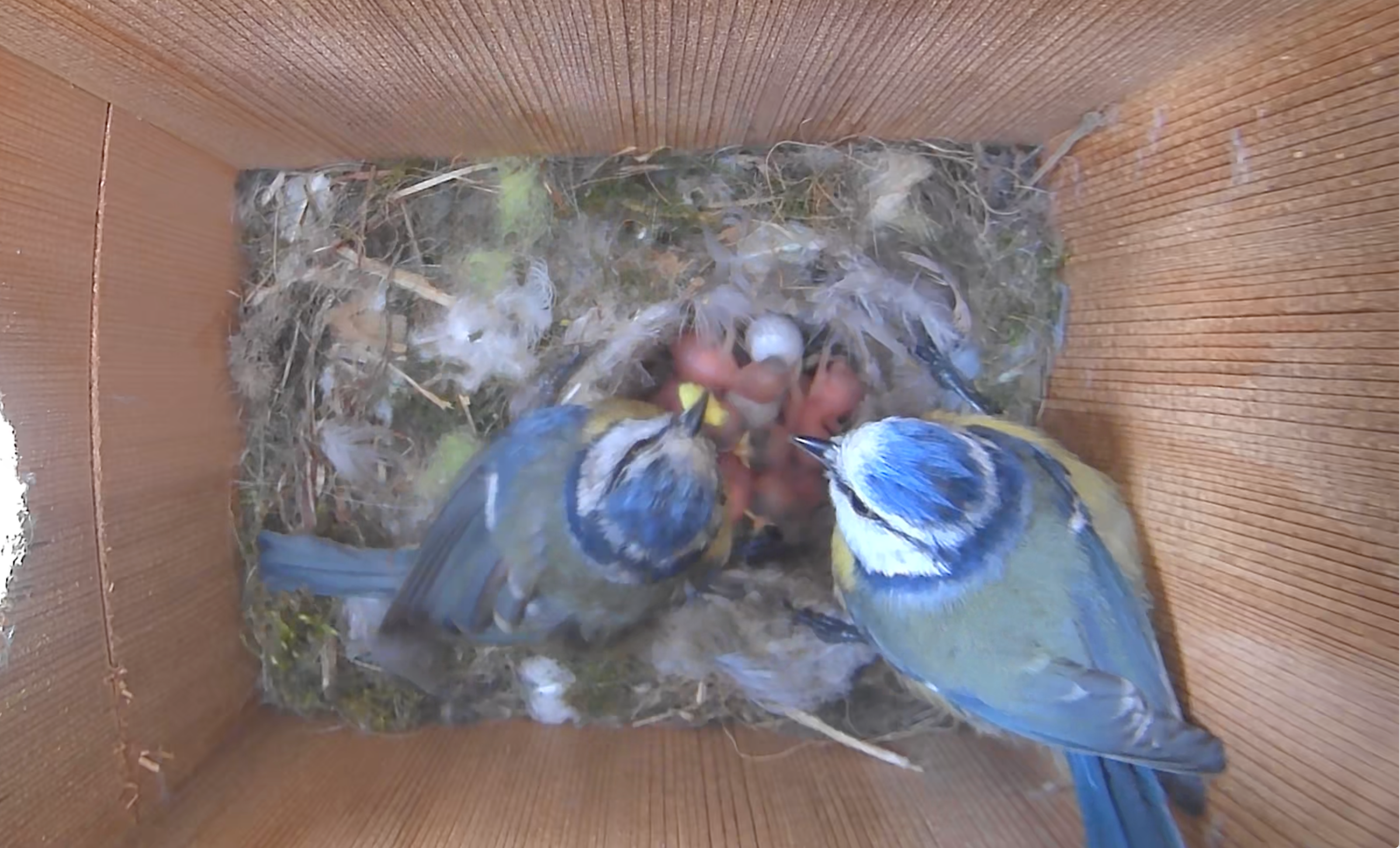 Birdhouse with HD Camera and Solar Panel