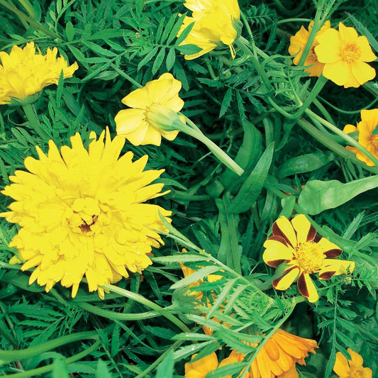 Discover the beauty of carnation flowers with stunning carnation flower bouquets. Each carnation of flowers is carefully arranged to showcase elegance. Whether you love carnation the flower for its charm or want a vibrant bouquet, our collection offers the best selection. Order fresh carnations today!