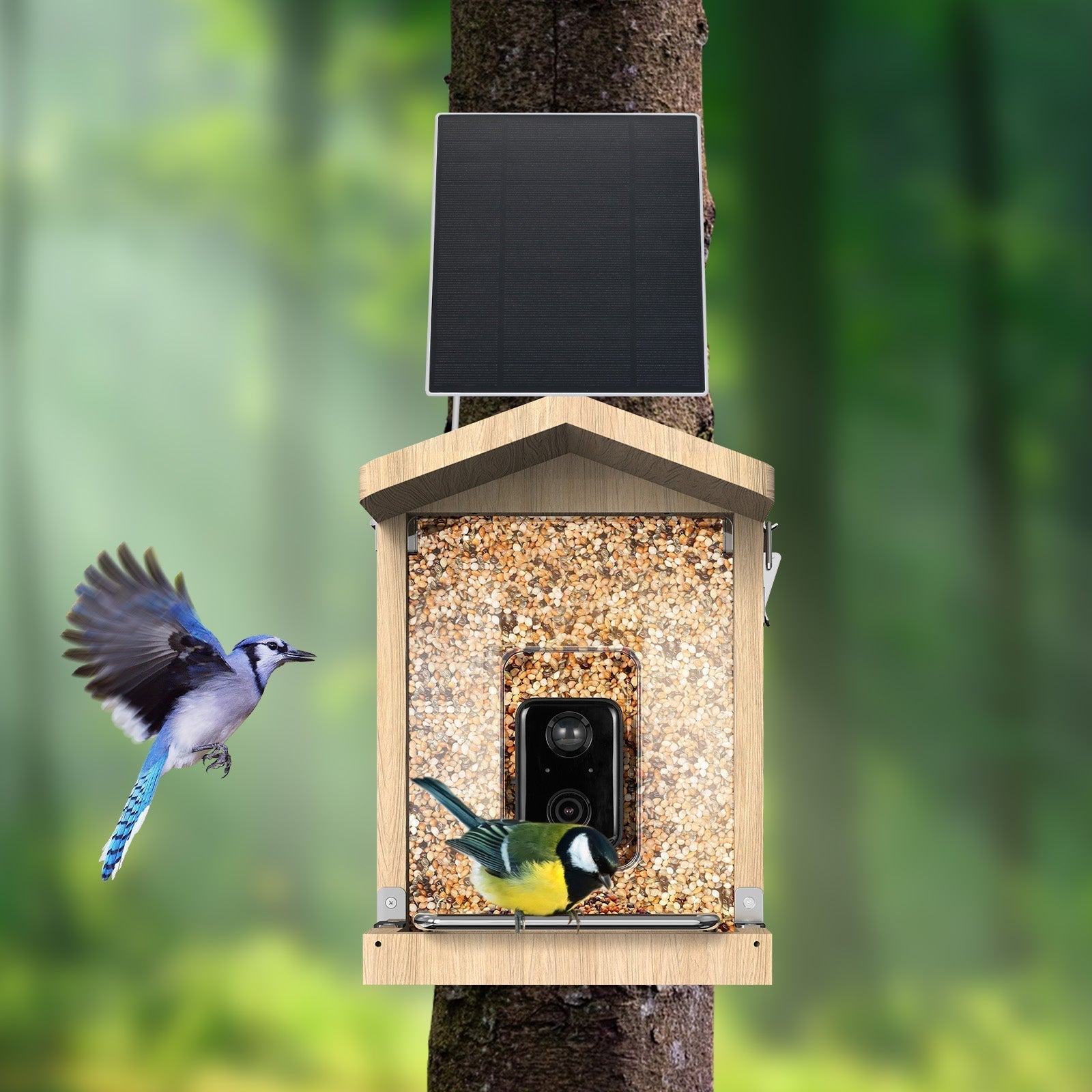 hummingbird feeder, hummingbird bird feeder, birdhouse, birdhouse house, hummingbird