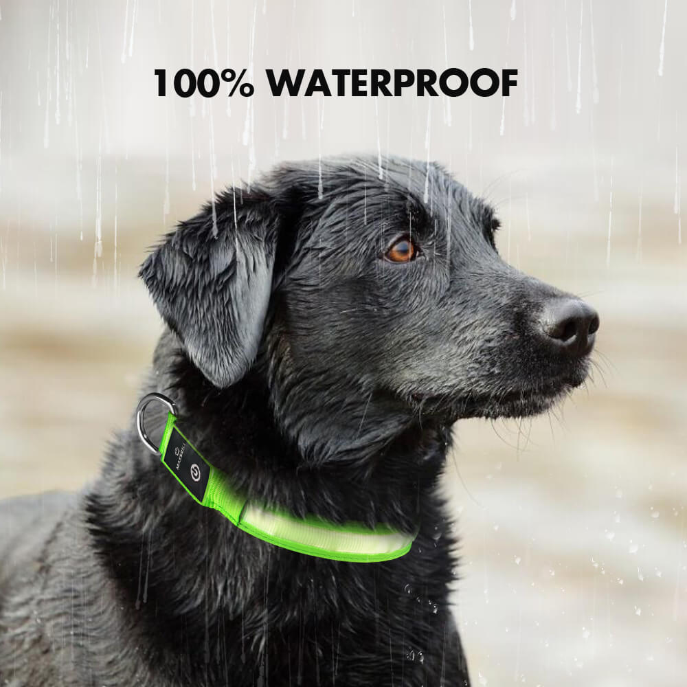 Rechargeable Waterproof Light-Up Dog Collar