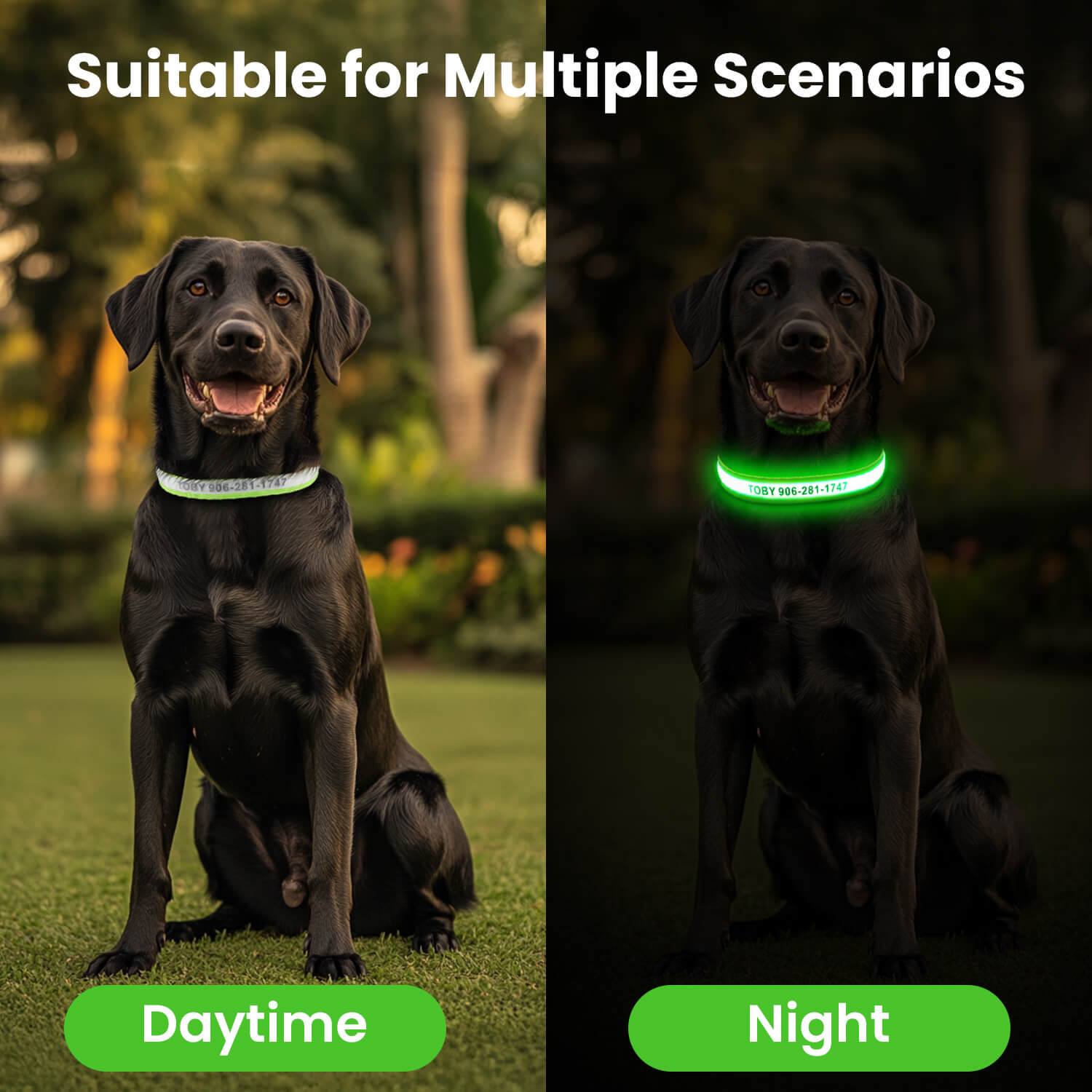 Custom LED Dog Collar with Name