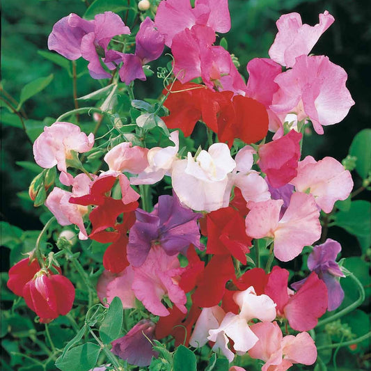 sweet pea flower, pea sweet, sweetpeas flower, planting sweetpeas