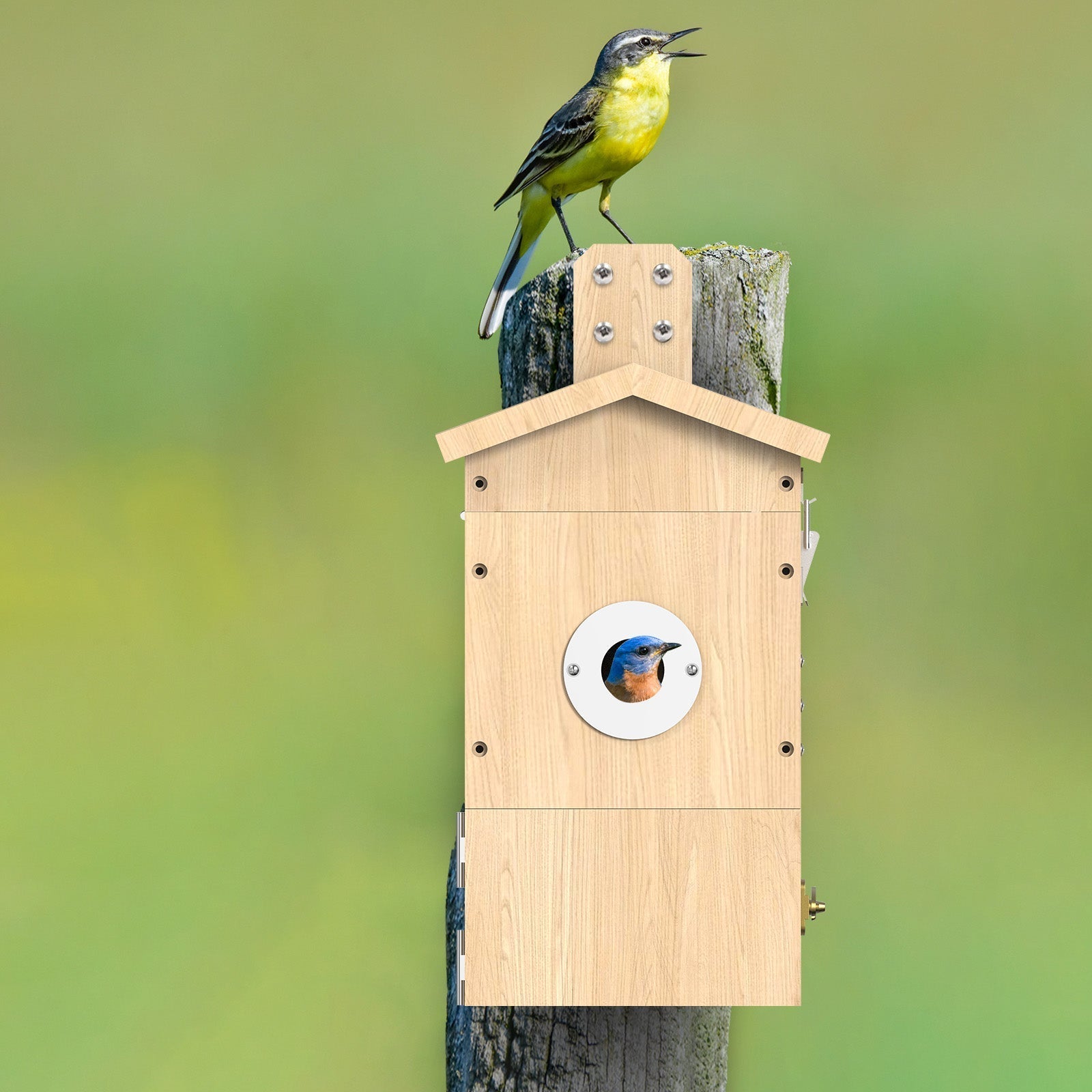 Smart Birdhouse with HD Camera – Solar Powered