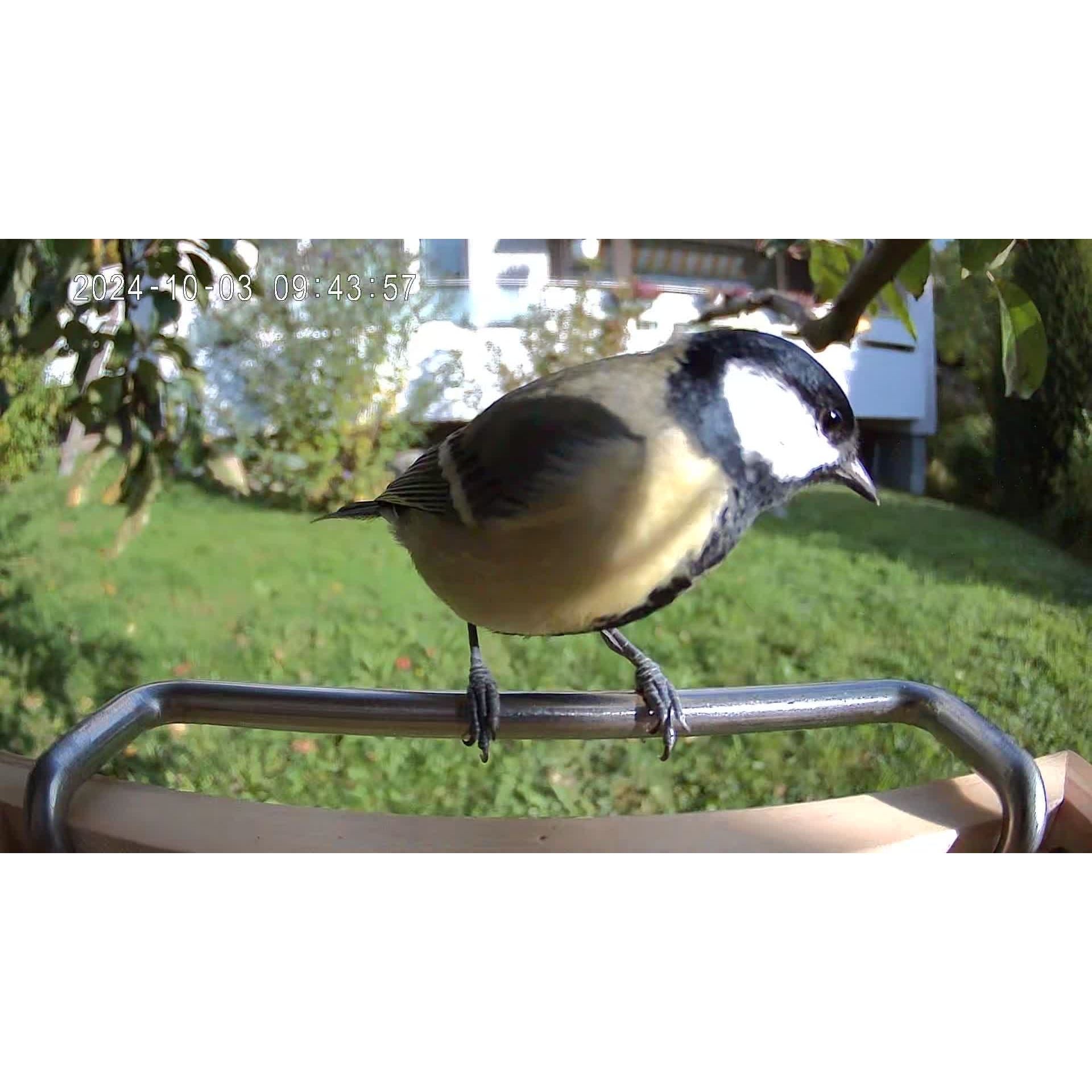 Intelligent Bird Feeder with HD Camera – Real-Time Surveillance