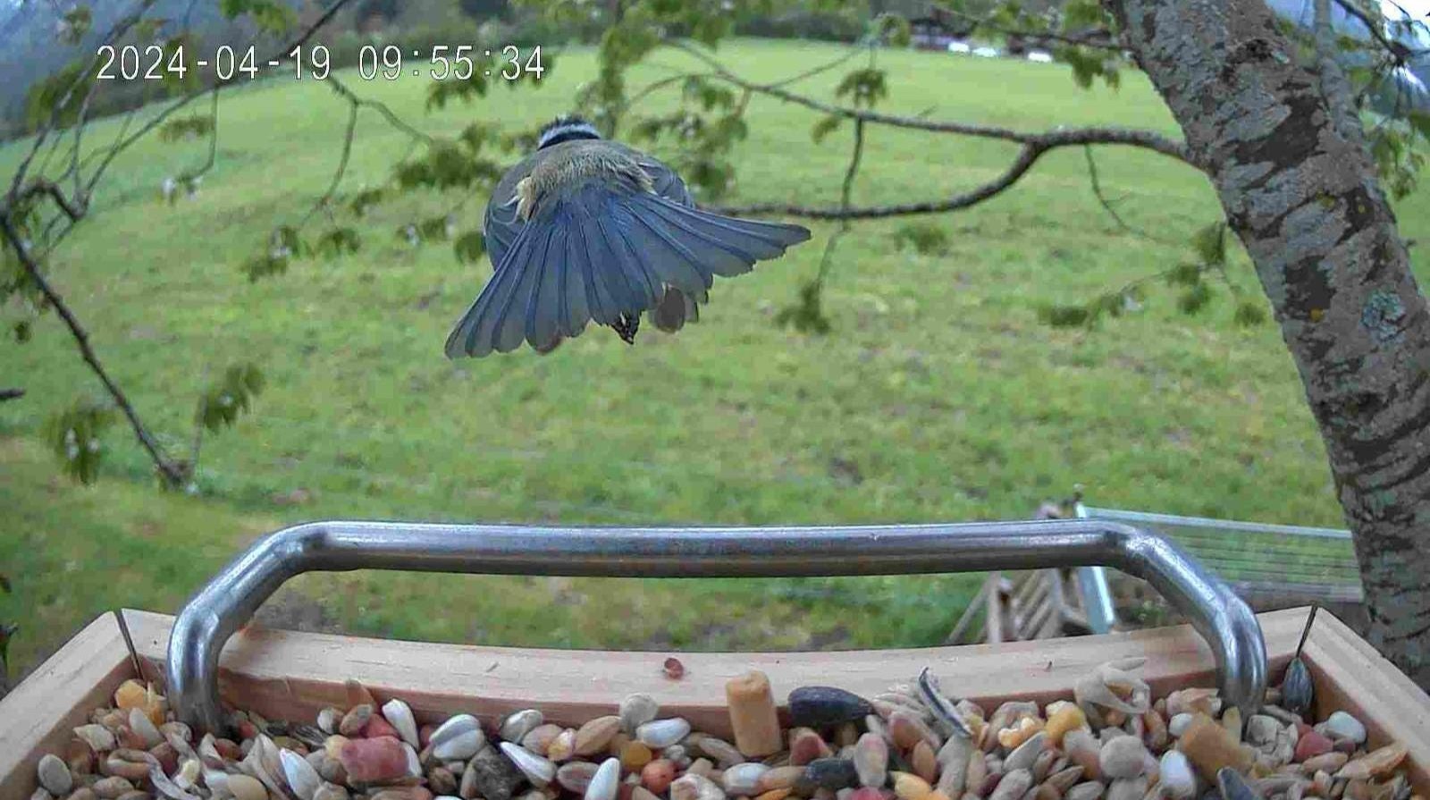 Intelligent Bird Feeder with HD Camera – Real-Time Surveillance