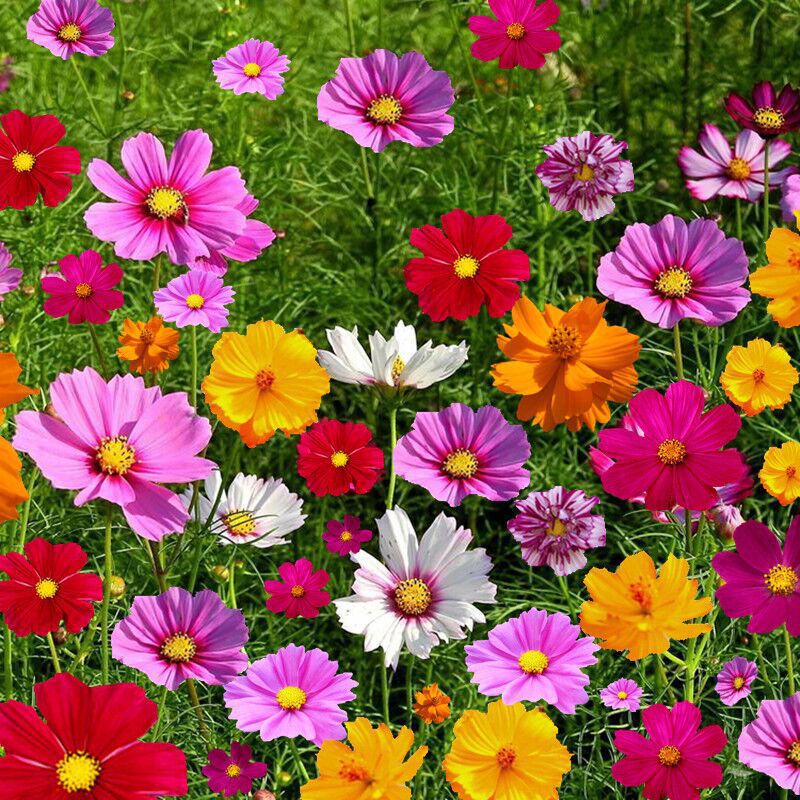 wild flower seeding, wildflower seed mix, seeds wildflower mix, wildflower seed mixture, wildflower mix, perennial wildflowers, wild flower seeds in bulk