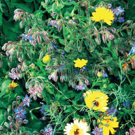 wild flower seeding, wildflower seed mix, seeds wildflower mix, wildflower seed mixture, wildflower mix, perennial wildflowers, wild flower seeds in bulk