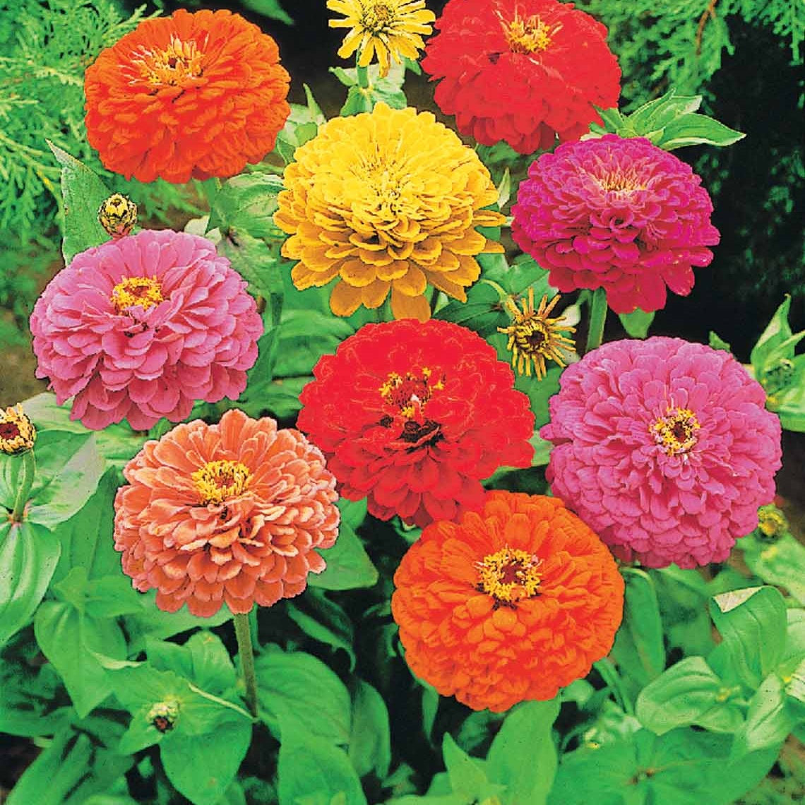 wild flower seeding, wildflower seed mix, seeds wildflower mix, wildflower seed mixture, wildflower mix, perennial wildflowers, wild flower seeds in bulk