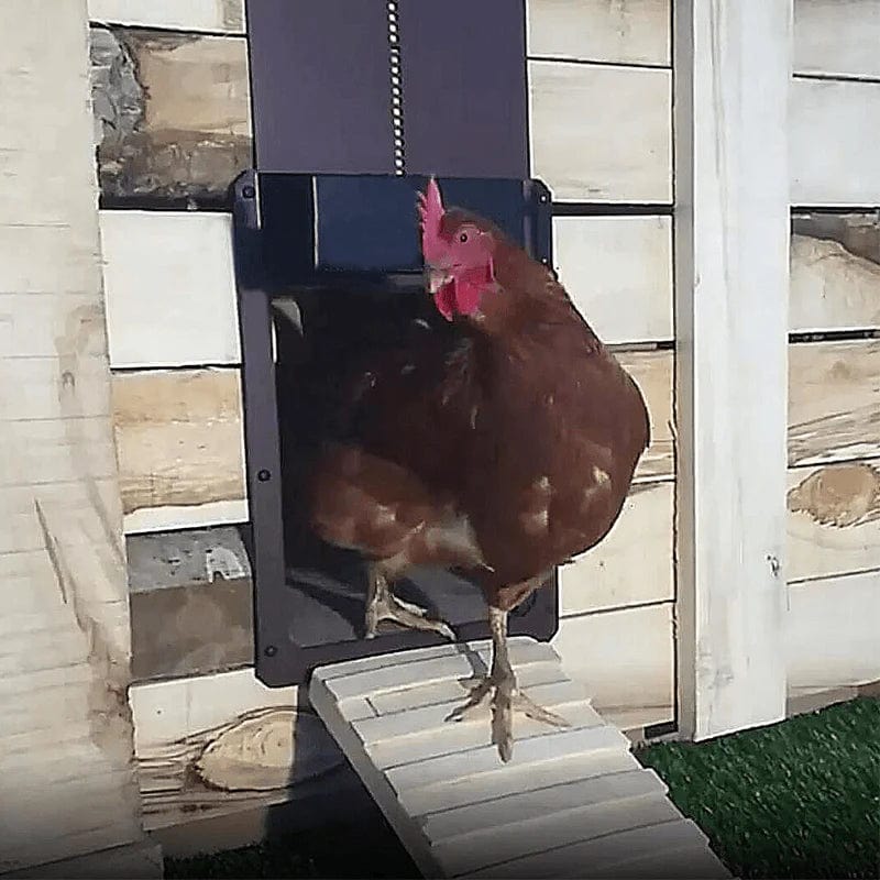 automatic chicken coop door, auto chicken coop door, chicken coop door opener, automatic hen house door, automatic chicken door, automatic poultry door, chicken coop door with timer, automatic chicken coop door solar, automatic chicken coop door with light sensor, motorized chicken coop door, safe chicken coop door, automatic chicken door opener kit, waterproof chicken coop door

