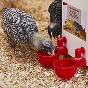 AquaPlume - Premium Automatic Poultry Waterer