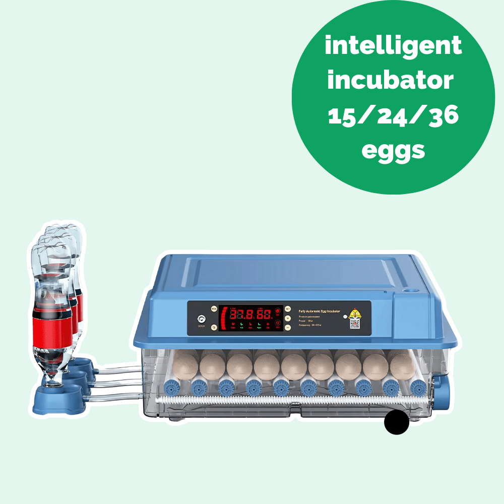 egg incubator, eggs for incubator, egg hatcher, chicken egg incubator







