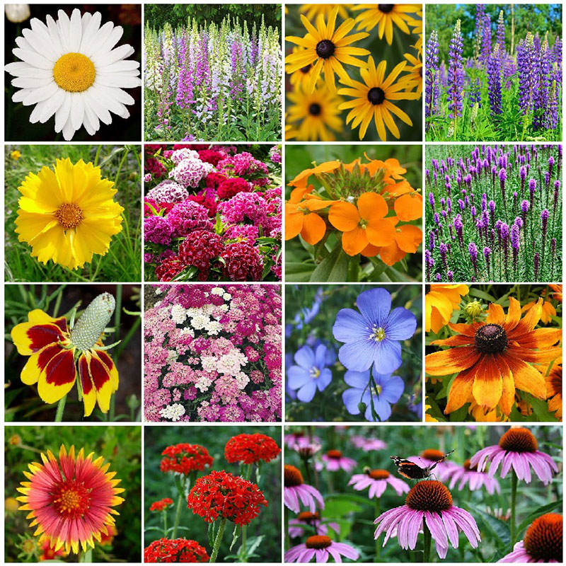 7 Wildflower Mix