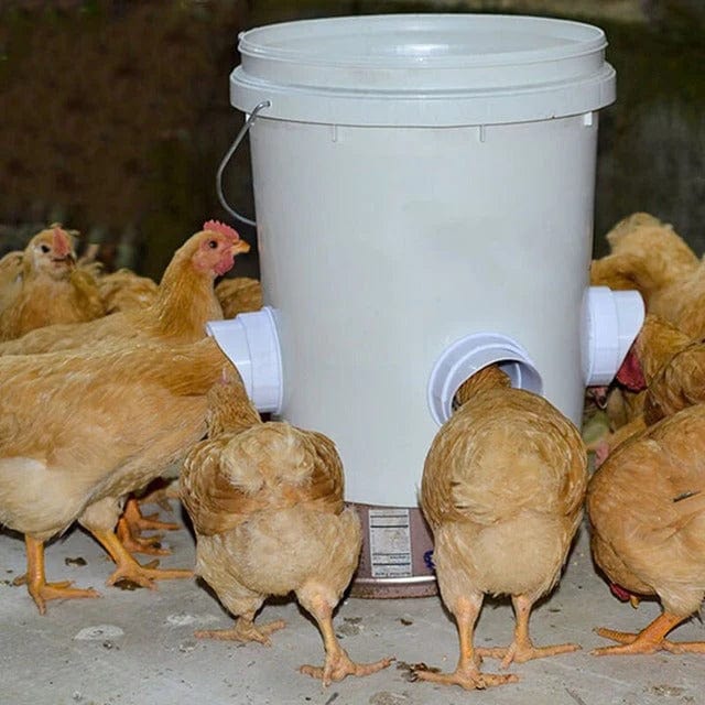 poultry feeder, chicken feeder, automatic chicken feeder, chicken coops







