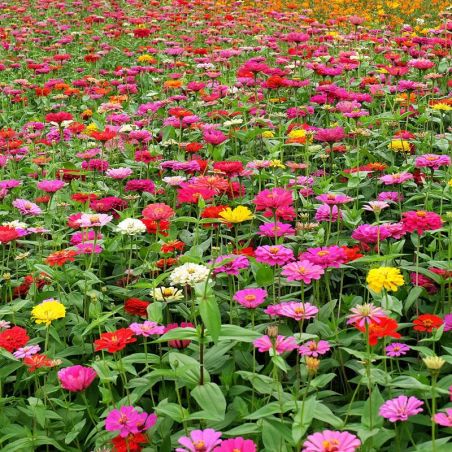 wild flower seeding, wildflower seed mix, seeds wildflower mix, wildflower seed mixture, wildflower mix, perennial wildflowers, wild flower seeds in bulk